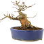 Acer buergerianum, 13,5 cm, ± 20 ans