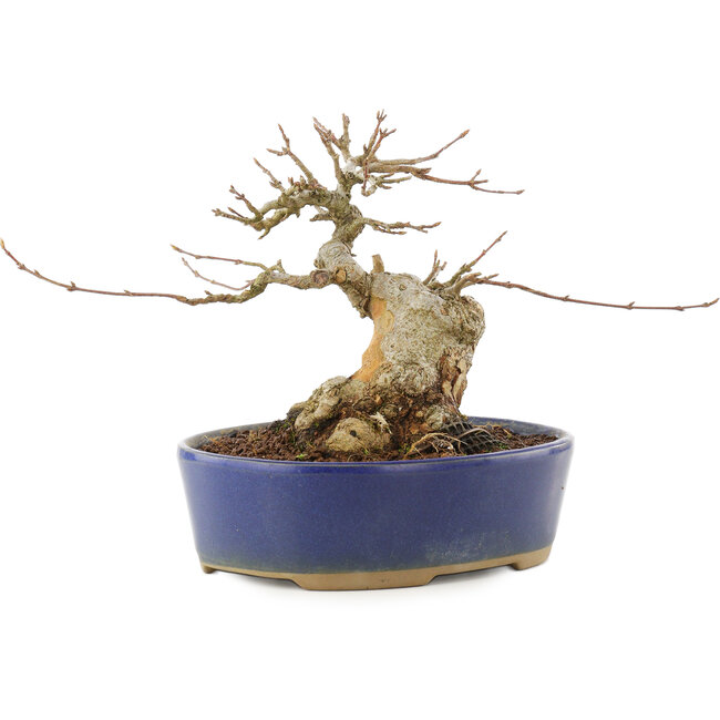 Acer buergerianum, 13,5 cm, ± 20 Jahre alt