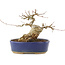 Acer buergerianum, 13,5 cm, ± 20 jaar oud