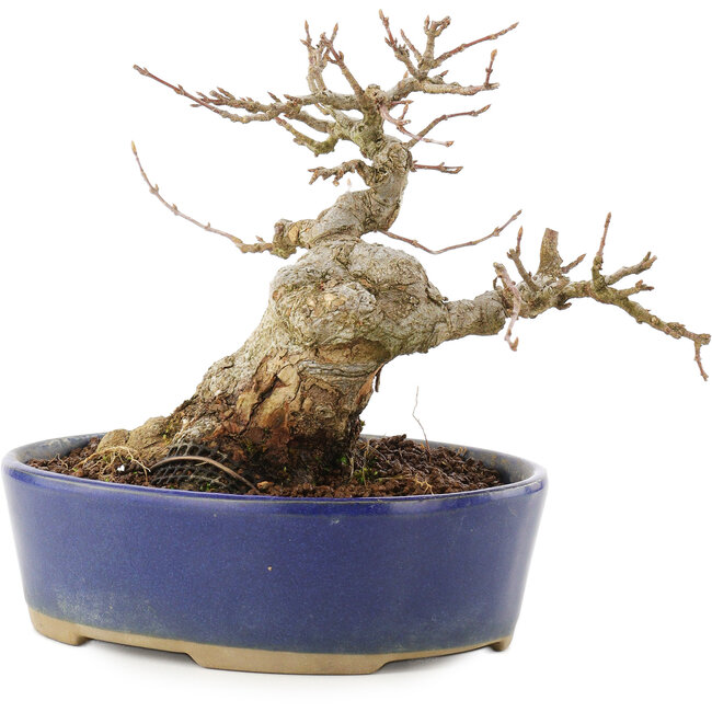 Acer buergerianum, 13,5 cm, ± 20 ans