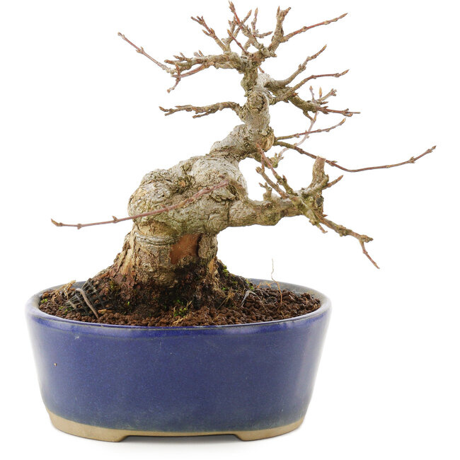 Acer buergerianum, 13,5 cm, ± 20 years old