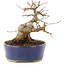 Acer buergerianum, 13,5 cm, ± 20 Jahre alt