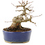 Acer buergerianum, 13,5 cm, ± 20 years old