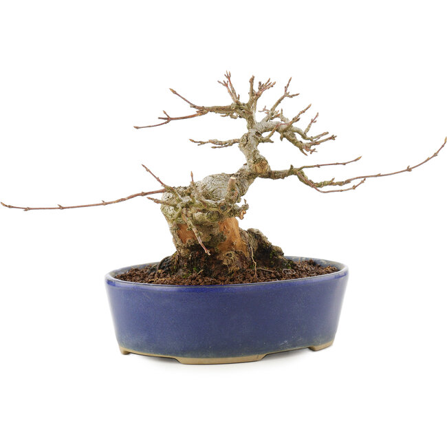 Acer buergerianum, 13,5 cm, ± 20 años