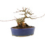 Acer buergerianum, 13,5 cm, ± 20 jaar oud