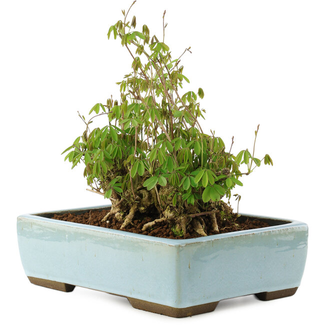 Akebia quinata, 21,5 cm, ± 20 years old