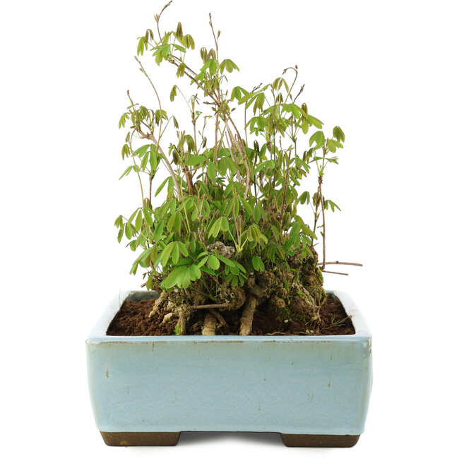 Akebia quinata, 21,5 cm, ± 20 ans