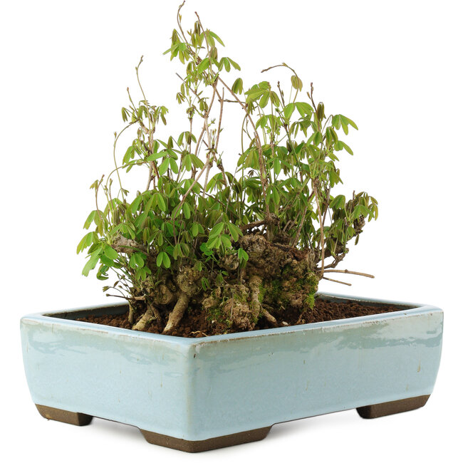 Akebia quinata, 21,5 cm, ± 20 jaar oud