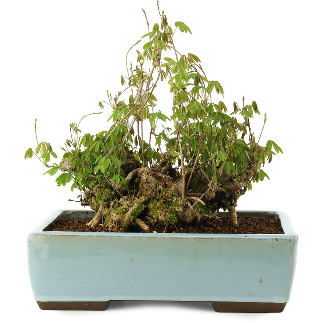 Akebia quinata, 21,5 cm, ± 20 years old