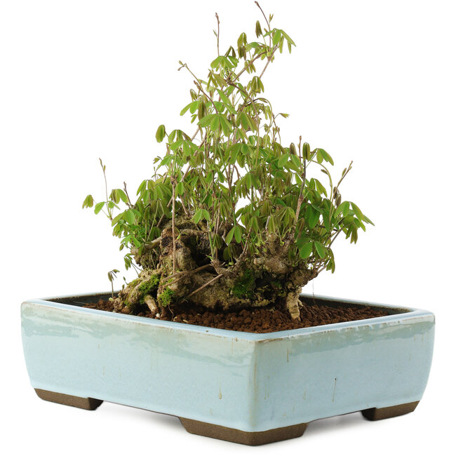 Akebia quinata, 21,5 cm, ± 20 ans