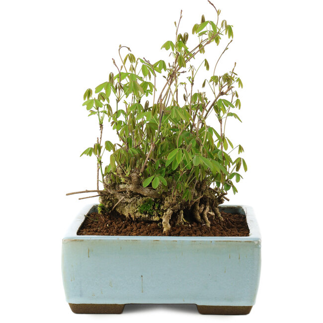 Akebia quinata, 21,5 cm, ± 20 Jahre alt