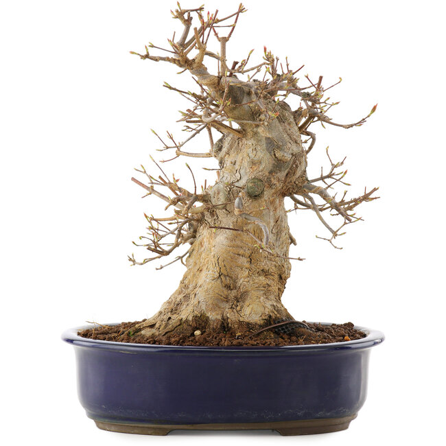 Acer buergerianum, 30,5 cm, ± 20 jaar oud