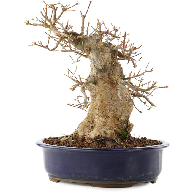 Acer buergerianum, 30,5 cm, ± 20 años