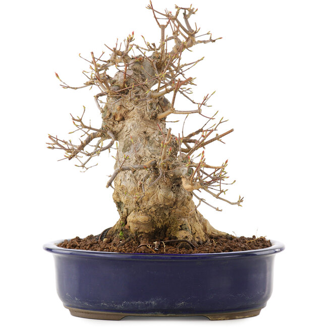 Acer buergerianum, 30,5 cm, ± 20 years old