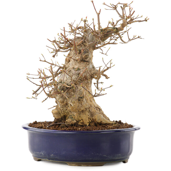 Acer buergerianum, 30,5 cm, ± 20 anni