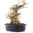 Acer buergerianum, 30,5 cm, ± 20 jaar oud