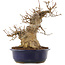 Acer buergerianum, 30,5 cm, ± 20 Jahre alt