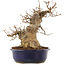 Acer buergerianum, 30,5 cm, ± 20 years old