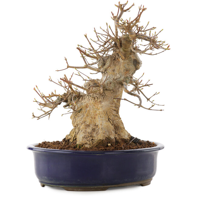 Acer buergerianum, 30,5 cm, ± 20 ans