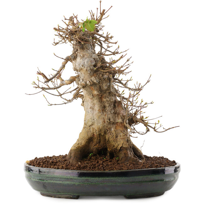 Acer buergerianum, 31,5 cm, ± 20 anni