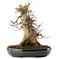 Acer buergerianum, 31,5 cm, ± 20 anni