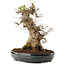 Acer buergerianum, 31,5 cm, ± 20 ans