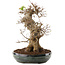 Acer buergerianum, 31,5 cm, ± 20 ans