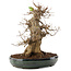 Acer buergerianum, 31,5 cm, ± 20 anni