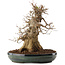 Acer buergerianum, 31,5 cm, ± 20 Jahre alt