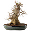 Acer buergerianum, 31,5 cm, ± 20 years old