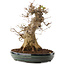 Acer buergerianum, 31,5 cm, ± 20 jaar oud