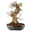 Acer buergerianum, 31,5 cm, ± 20 anni