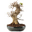 Acer buergerianum, 31,5 cm, ± 20 years old