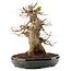 Acer buergerianum, 31,5 cm, ± 20 anni