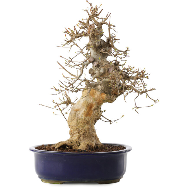 Acer buergerianum, 37 cm, ± 20 ans, dans un pot endommagé