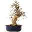 Acer buergerianum, 37 cm, ± 20 anni, in vaso danneggiato