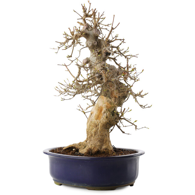 Acer buergerianum, 37 cm, ± 20 years old, in a damaged pot