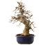 Acer buergerianum, 37 cm, ± 20 anni, in vaso danneggiato