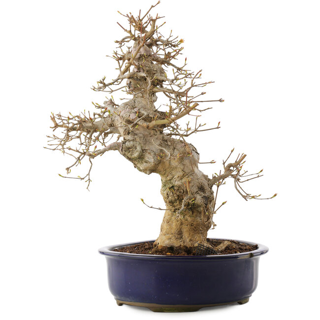 Acer buergerianum, 37 cm, ± 20 ans, dans un pot endommagé