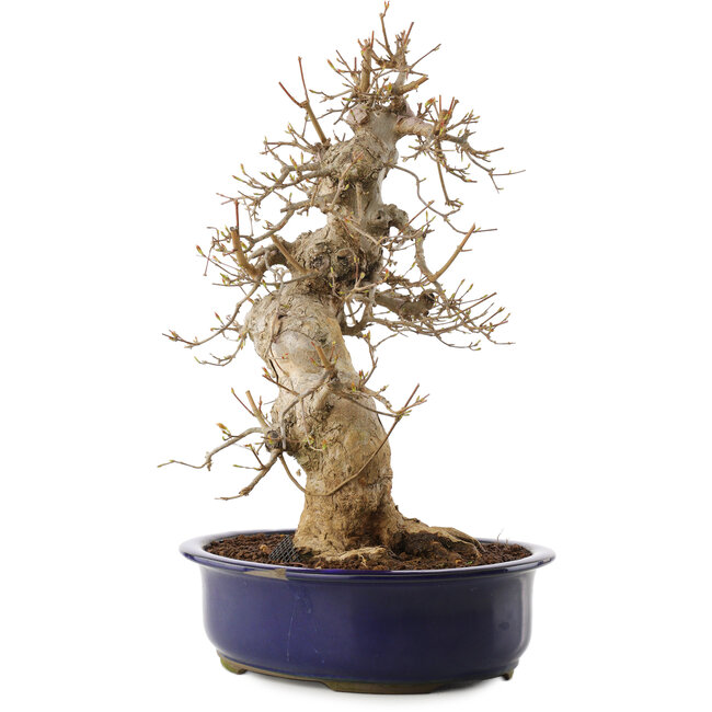 Acer buergerianum, 37 cm, ± 20 anni, in vaso danneggiato
