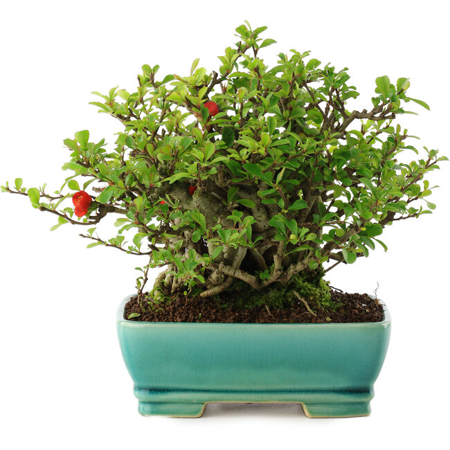 Chaenomeles speciosa, 17,5 cm, ± 40 ans