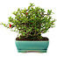 Chaenomeles speciosa, 17,5 cm, ± 40 Jahre alt