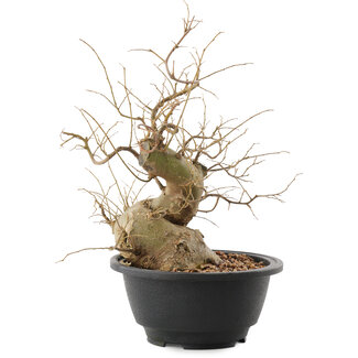 Celtis sinensis, 24 cm, ± 30 Jahre alt