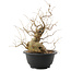 Celtis sinensis, 24 cm, ± 30 Jahre alt