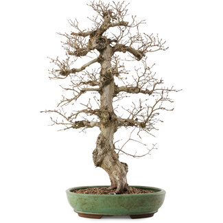 Carpinus coreana, 71,5 cm, ± 40 anni