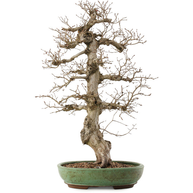 Carpinus coreana, 71,5 cm, ± 40 anni