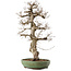 Carpinus coreana, 71,5 cm, ± 40 ans