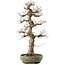 Carpinus coreana, 71,5 cm, ± 40 ans