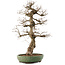 Carpinus coreana, 71,5 cm, ± 40 anni