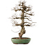 Carpinus coreana, 71,5 cm, ± 40 anni